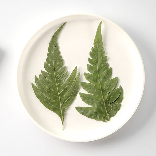 凤尾蕨尖干花植物标本树叶子diy
