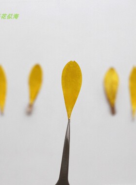 非洲菊花瓣干花妆学生手工花材包