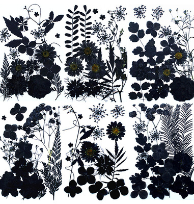 全黑水墨暗黑材料包植物标本