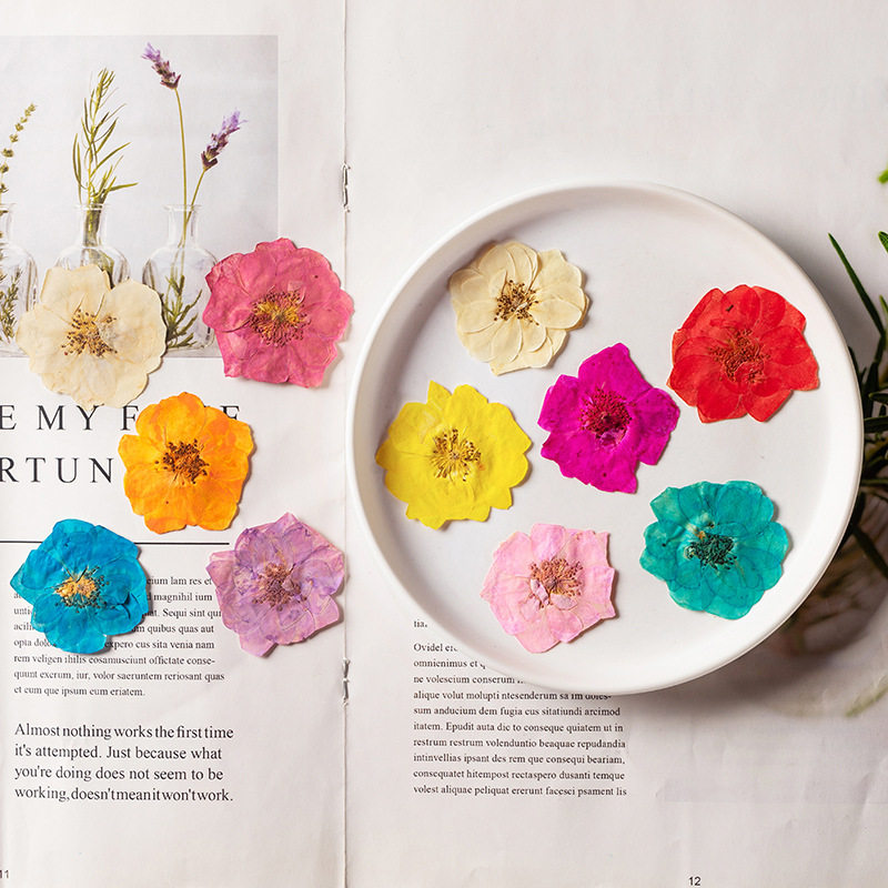 白玫瑰压花染色书签手机壳 脸部装饰干花 植物标本干花包标本押花