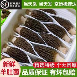 金堂羊肚菌新鲜1000g特产现摘现发鲜货牛肚菌菇非云南野生菌顺丰