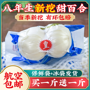 兰州新挖新鲜甜百合500g食用白合甘肃特产非干货特级生百合干 包邮