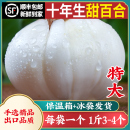 1斤4颗 10年生大个头兰州新鲜甜百合500g食用特产非百合干特级