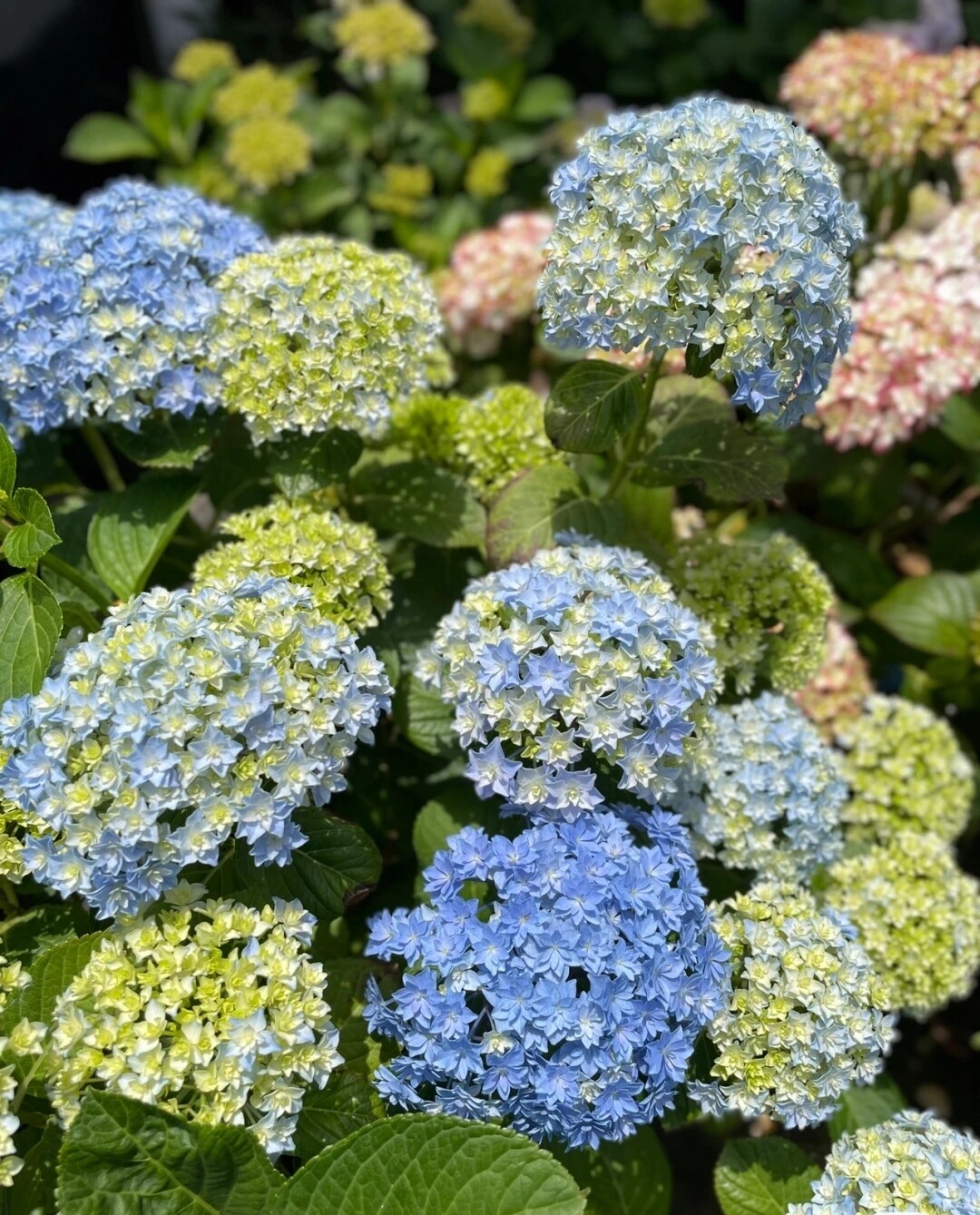 牵牛星绣球(两盆包邮)