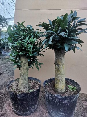 驱蚊超精品竹柏老桩长寿竹平安竹耐热耐寒室内绿植盆栽