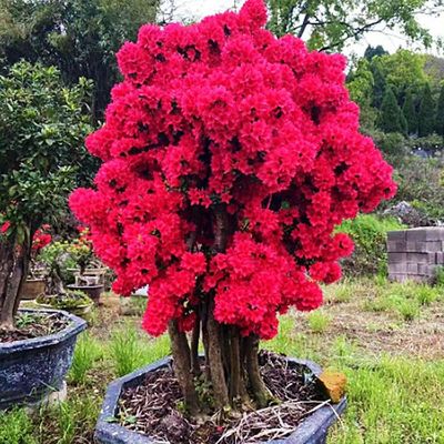 精品杜鹃盆景  老桩盆景 皋月系列 西洋杜鹃  四季开花 耐寒耐热