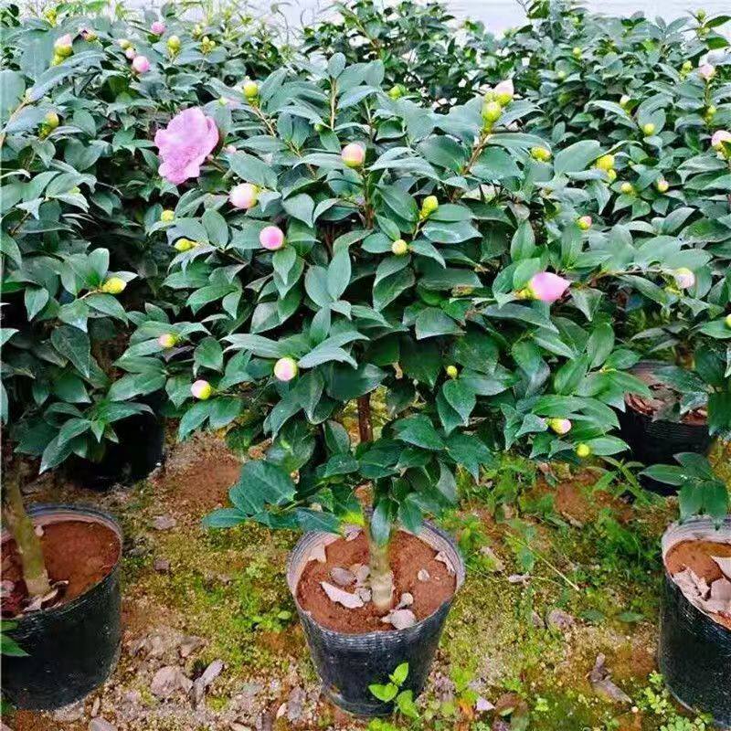 香妃香水茶花带花苞树苗盆栽四季浓香型室内外好养耐寒耐热绿植