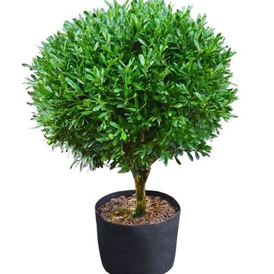 雀舌黄杨庭院阳台室内绿植植物四季常青绿化耐热耐寒好养易活老桩