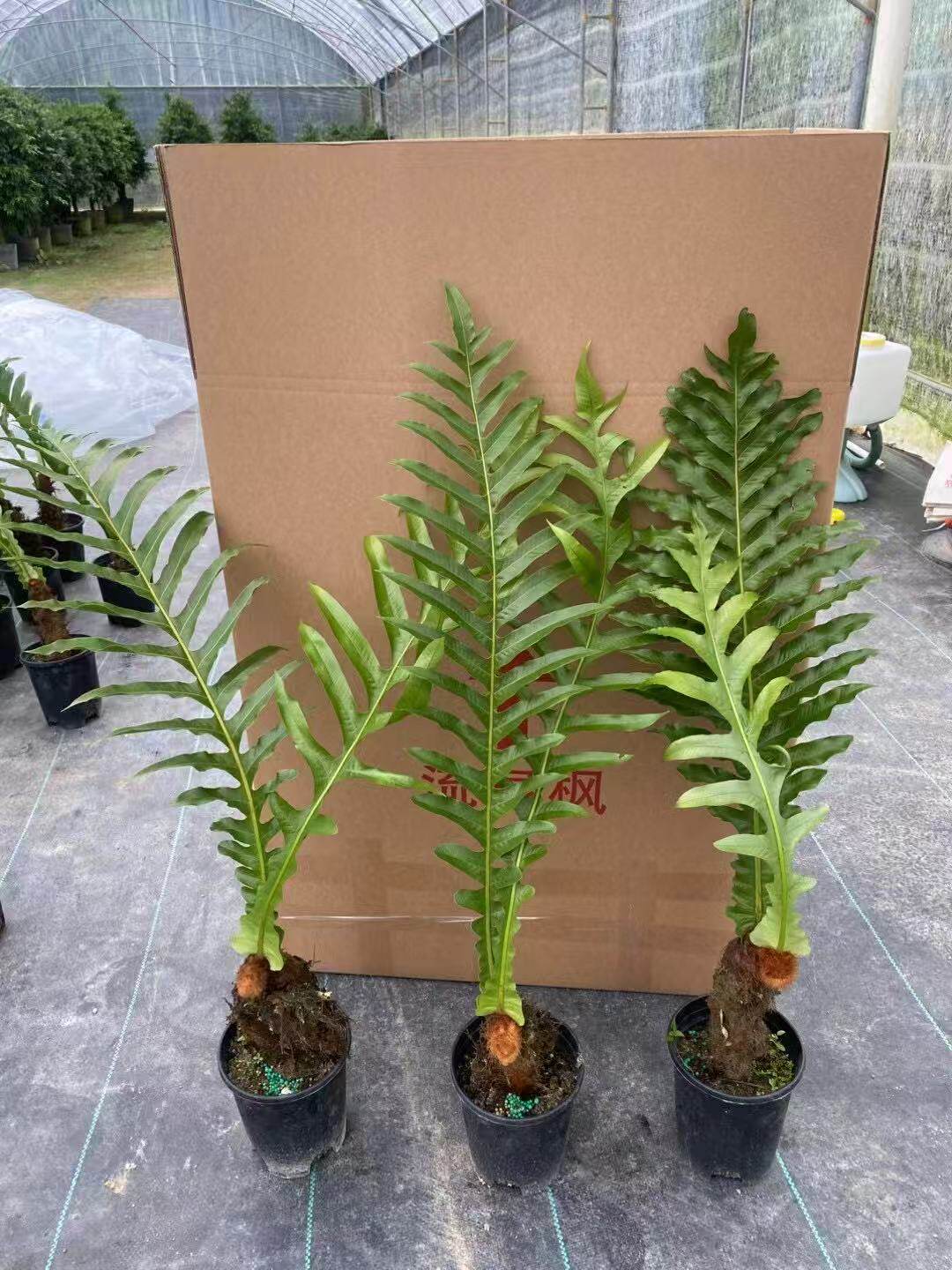 王冠蕨老桩蕨土培客厅办公室阳台观叶蕨类植物盆栽好养易活