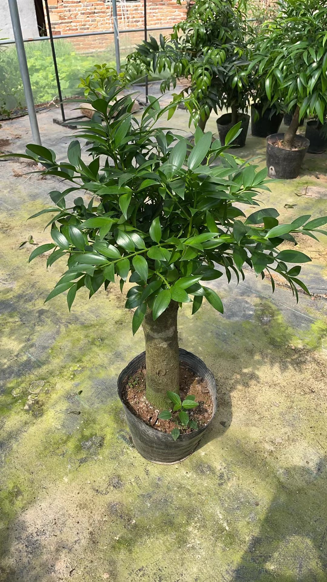 一物一拍驱蚊竹柏老桩盆栽长寿竹平安竹兴旺竹四季常青耐热耐寒
