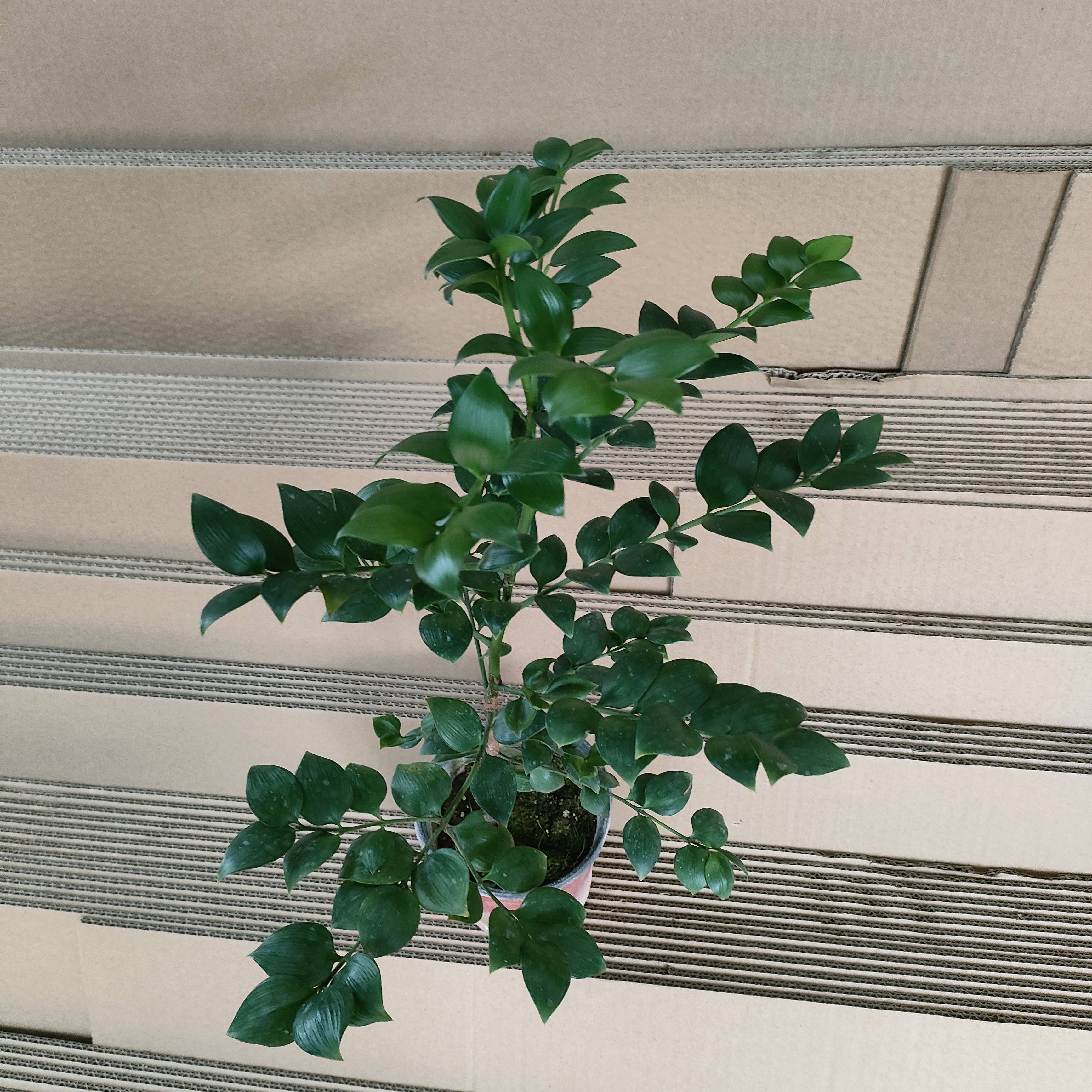 正品圆叶竹柏苹果叶驱蚊竹长寿竹平安竹椭圆原生