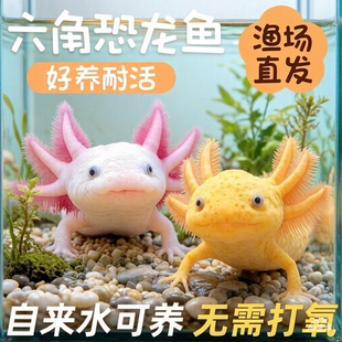 六角恐龙鱼美西蝾螈宠物活鱼冷水鱼淡水好养耐活两栖爬宠观赏鱼苗
