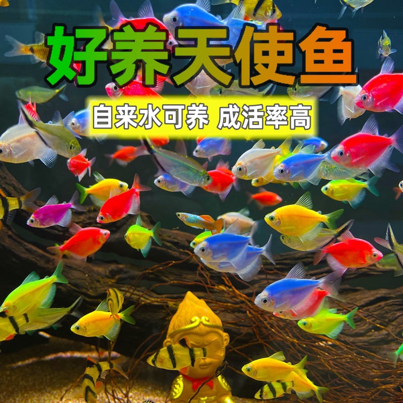群游彩色自来水生小鱼苗批发