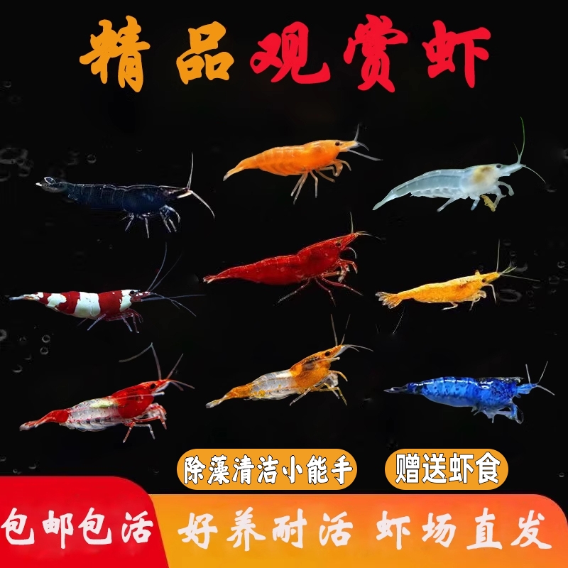 鱼缸除藻清洁观赏虾好养耐活