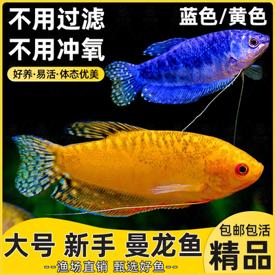 好养耐活无需打氧热带曼龙鱼