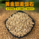 正宗硬麦饭石颗粒天然养多肉上色铺面石种植伴土月季 兰花绿植通用