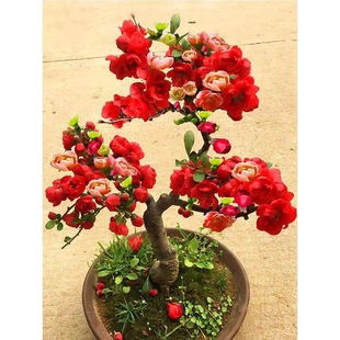 室外植物易活耐晒耐寒东北方绿植花卉喜阳耐热又耐寒冻的四季开花