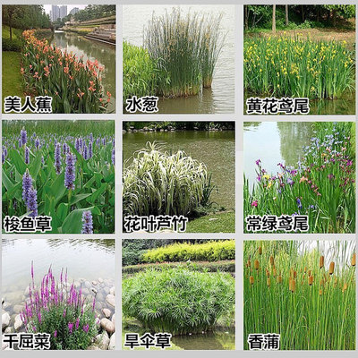 水培水生花卉美人蕉旱伞花叶芦竹再力花梭鱼草水培绿植裸根不带土
