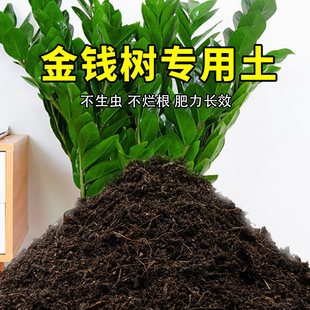 金钱树专用土金钱树营养土肥料家庭种花盆栽土养花有机土壤种植土
