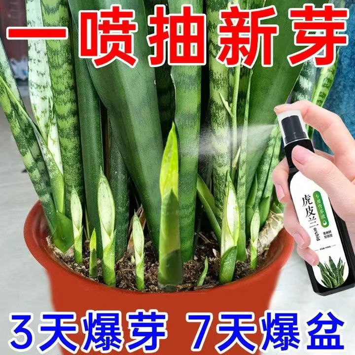 虎皮兰营养液免稀释促花肥白玉金边虎皮兰专用肥料虎尾兰绿植肥料
