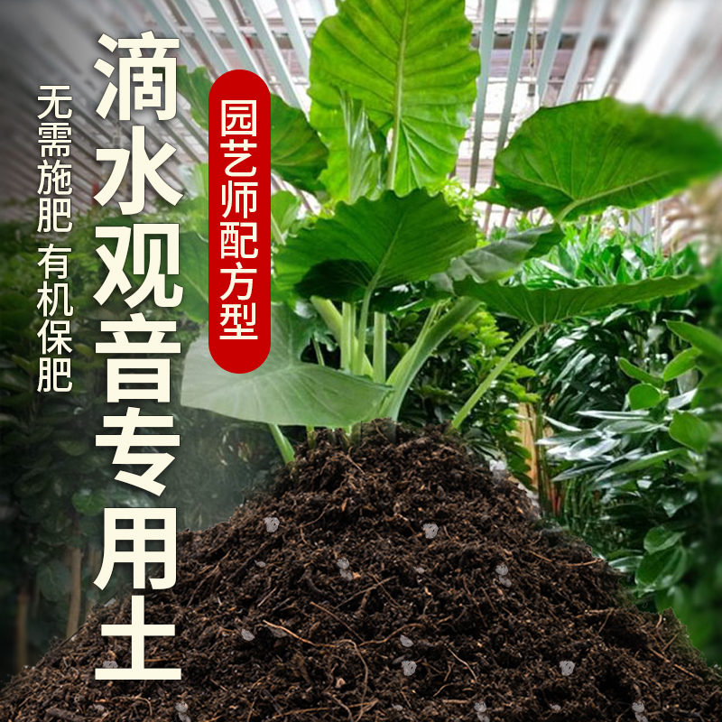 滴水观音专用土养花有机土壤种植土肥料种花盆栽土霸王芋营养土