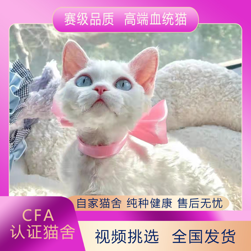 短毛纯种德文猫宠物猫咪