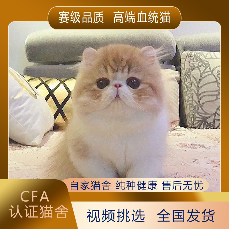 纯种加菲猫幼崽黄白大脸波斯猫包子脸异国短毛猫幼猫活体宠物猫咪