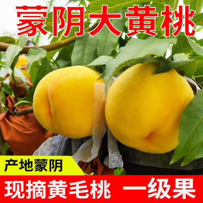 现货蒙阴大黄桃水果新鲜应当整箱