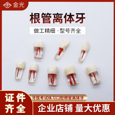 牙医考试练习口腔根管离体牙开髓牙树脂带髓腔牙仿真牙离体牙模型