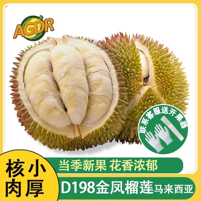 金凤榴莲马来西亚agdr小品种