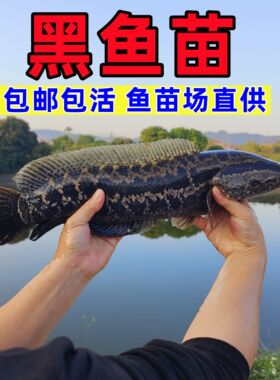 黑鱼苗乌鱼批发淡水养殖生鱼活体乌鳢财鱼斑鱼好养凶猛冷水鱼观赏