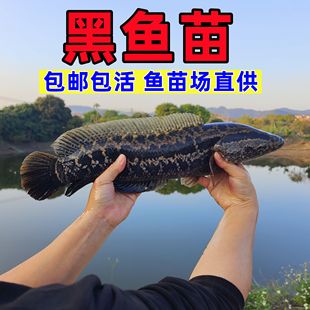 黑鱼苗乌鱼批发淡水养殖生鱼活体乌鳢财鱼斑鱼好养凶猛冷水鱼观赏