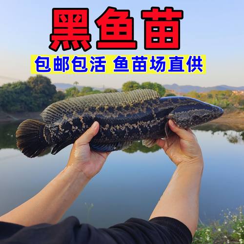 黑鱼苗乌鱼批发淡水养殖生鱼活体乌鳢财鱼斑鱼好养凶猛冷水鱼观赏
