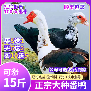 鸭活苗番鸭活苗一斤正宗大种黑番鸭纯种幼苗花番鸭火鸭旱鸭苗活体