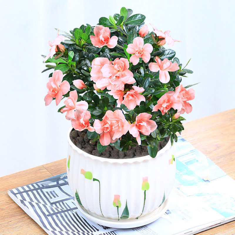 杜鹃花d带花苞盆栽开花植物t室内外阳台好养易活观花阳台花卉绿植