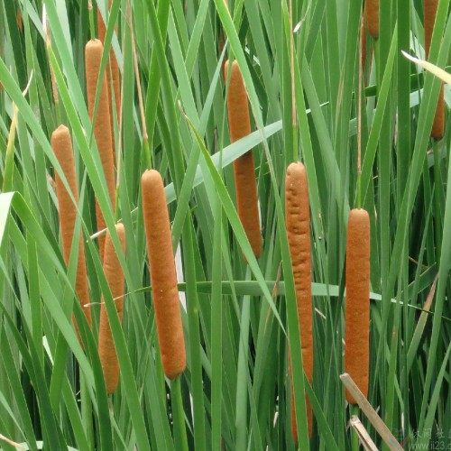 水生花卉植物香蒲花香蒲草水烛 蒲菜 净化水质蒲棒pv晒干夏天可驱