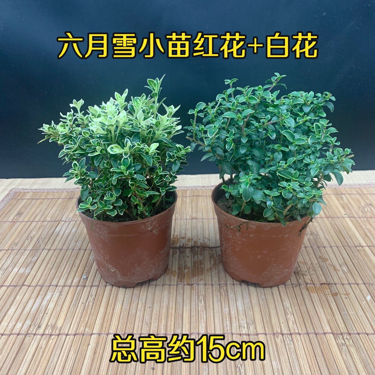 金边六月雪附石盆景b提根六月雪悬崖小盆栽迷你红花造型微盆景