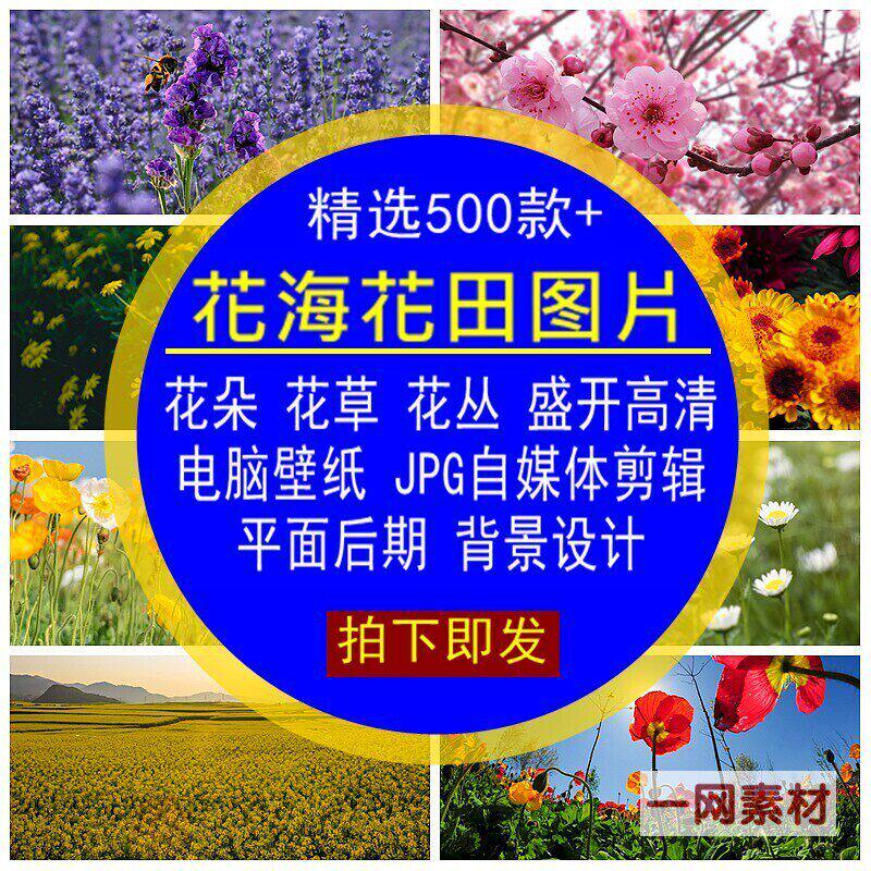 花海花田图片素材花朵草丛盛开高清电脑壁纸JPG剪辑背景平面后期