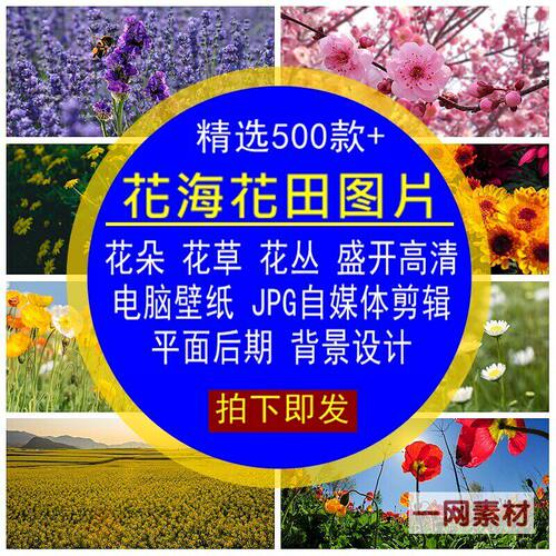 花海花田图片素材花朵草丛盛开高清电脑壁纸JPG剪辑背景平面后期