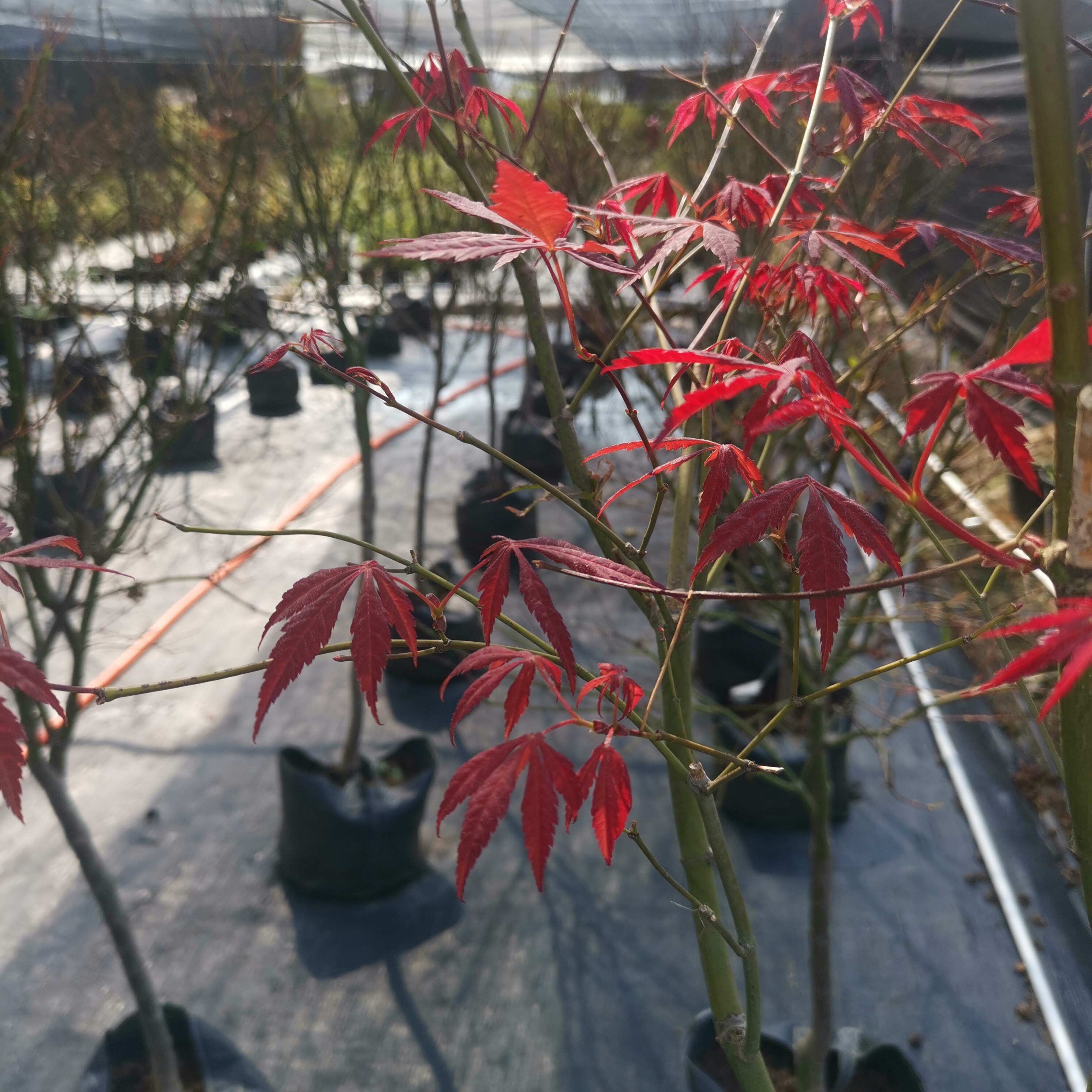 芦岭枫树园 中国红枫 庭院 红枫枫树 观叶植物--正常48小时内发货