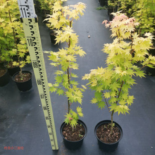 芦岭枫树园 约旦 黄金枫 庭院团扇枫 盆栽植物/正常48小时内发货