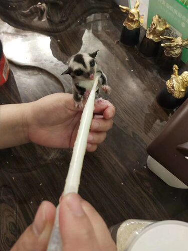 澳洲蜜袋鼯密代鼬小飞鼠母普白脸马赛克亲人温顺飞手宿舍入门宠物