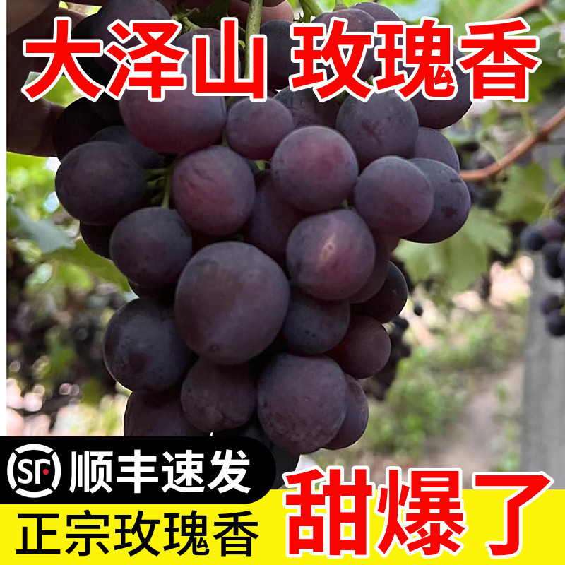 现摘现发大泽山玫瑰香葡萄4斤当葡萄/提子