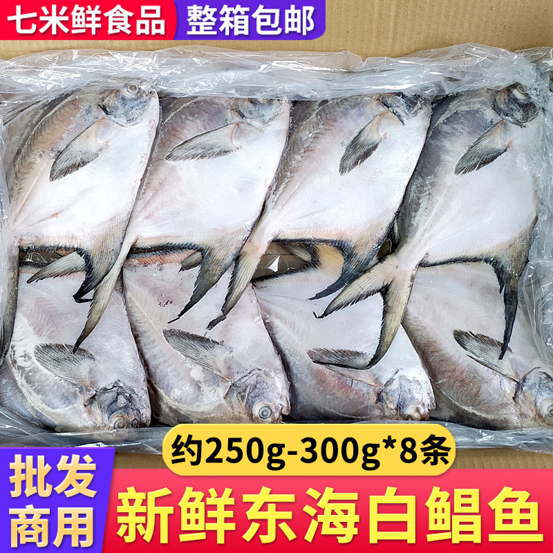 东海白鲳鱼海捕鲳鱼海鲜水产银鲳鱼新鲜冷冻银鲳鱼大号银鲳鱼整箱