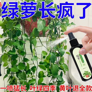 绿萝营养液专治黄叶烂根黄斑通用促生长叶片浓绿免稀释液体不伤根
