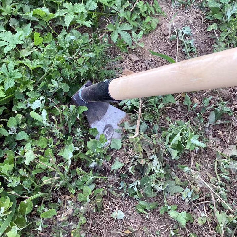 锄头农用锰钢农具挖土家用种菜大锄头除草神器开荒户外小工具挖笋