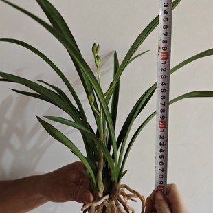 建兰山东荷 四季兰花香浓郁易成活 兰花国兰四君子绿植花卉盆栽