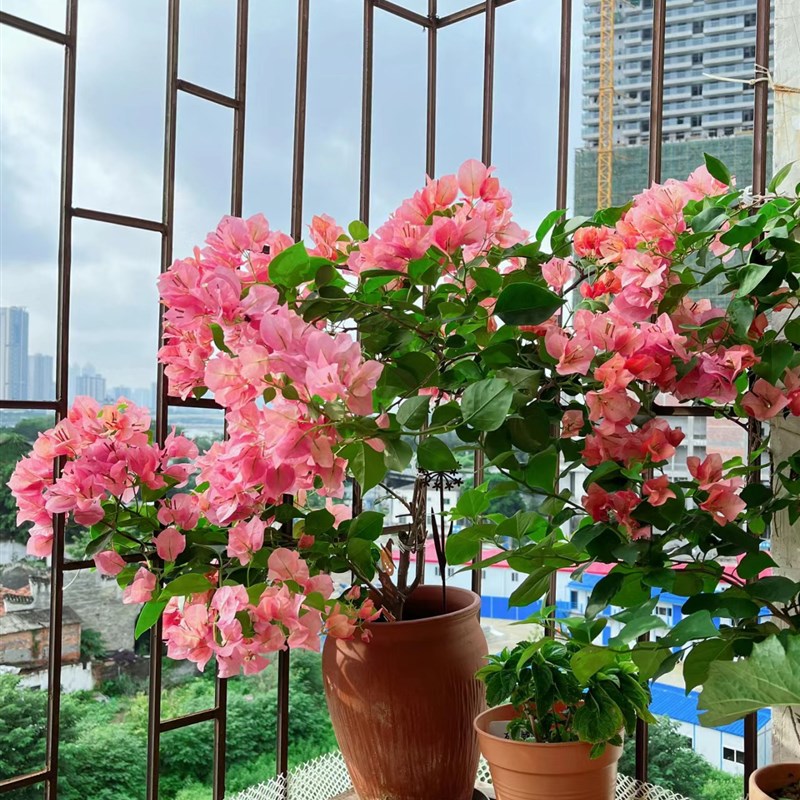 不甜西瓜三角梅原生苗四季开花阳台爬藤垂丝稀有品种阳台窗台花卉