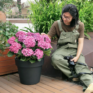 塔莎的花园 无尽夏绣球花苗盆栽乔木绣球庭院阳台家庭花卉花手鞠
