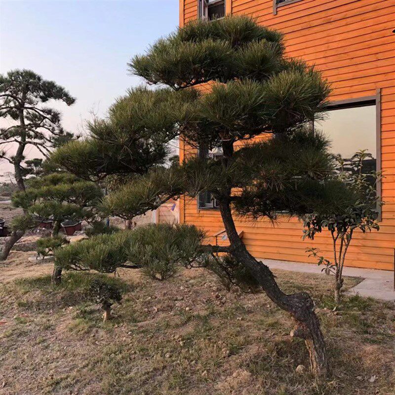 黑松造型树别墅庭院精品四季常青大型迎客松盆景园林绿化树苗植物